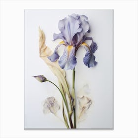 Pressed Flower Botanical Art Iris 1 Canvas Print