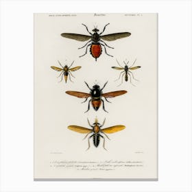Different Types Of Insects, Charles Dessalines D'Orbigny Canvas Print