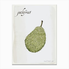 Jackfruit Vintage illustration Print Canvas Print