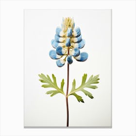Pressed Wildflower Botanical Art Bluebonnet Canvas Print