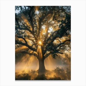 Sunrise Over The Oak Tree Canvas Print