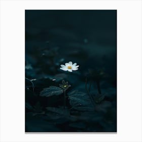 White Flower In The Water Canvas Print