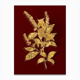 Vintage Virginia Sweetspire Botanical in Gold on Red n.0542 Canvas Print