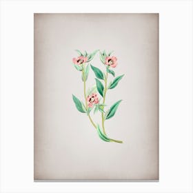 Vintage Long Branched Enothera Botanical on Parchment n.0191 Canvas Print