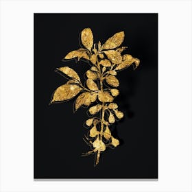 Vintage Mountain Silverbell Botanical in Gold on Black n.0432 Canvas Print