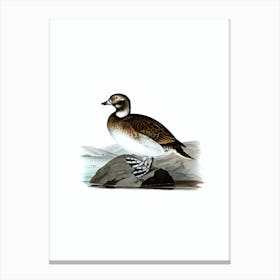 Vintage Long Tailed Duck Bird Illustration on Pure White n.0029 Canvas Print