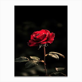 Red Rose 44 Canvas Print