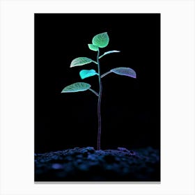 Young Plant In The Dark 1 Canvas Print