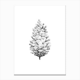 Pine cone No 87 by Aga Szafranska Canvas Print