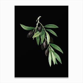 Vintage Olive Tree Branch Botanical Illustration on Solid Black n.0061 Canvas Print
