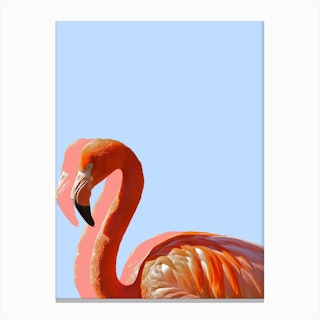 Pastel Flamingo II Canvas Print