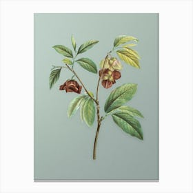 Vintage Papaw Tree Branch Botanical Art on Mint Green n.0892 Canvas Print
