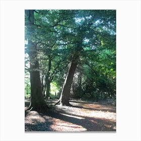 Sun Shining Through The Trees Canvas Print