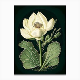 Bloodroot Wildflower Vintage Botanical 2 Canvas Print