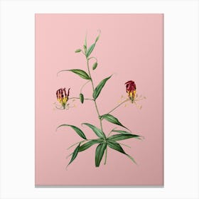 Vintage Flame Lily Botanical on Soft Pink n.0683 Canvas Print
