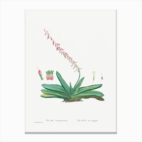Aloe Linguiformis, Pierre Joseph Redoute Canvas Print