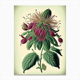 Bee Balm Wildflower Vintage Botanical 2 Canvas Print