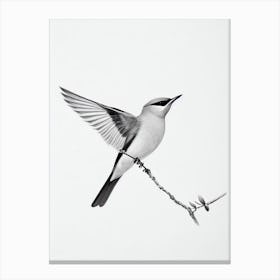 Cedar Waxwing B&W Pencil Drawing 1 Bird Canvas Print