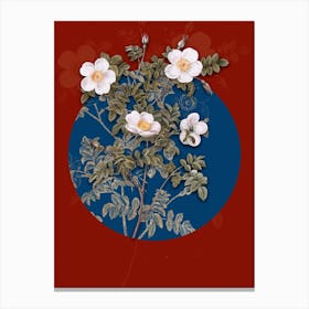 Vintage Botanical White Candolle's Rose on Circle Blue on Red n.0154 Canvas Print