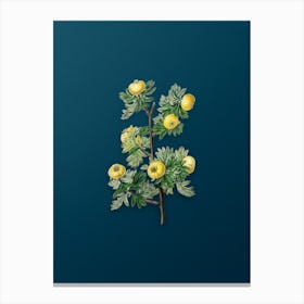 Vintage Tansy Leaved Hawthorn Flower Botanical Art on Teal Blue n.0831 Canvas Print
