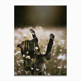 Puppy Reaching for the Flowers - Gavers, Belgium Flower field photo print - moody animal photography art Canvas Print