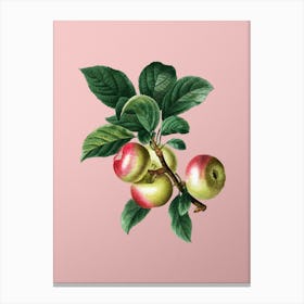 Vintage Apple Botanical on Soft Pink 1 Canvas Print