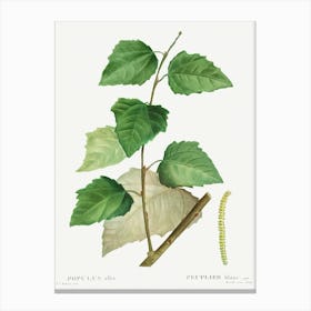 White Poplar, Pierre Joseph Redoute Canvas Print