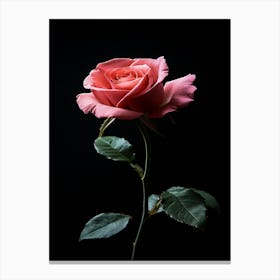 Pink Rose Isolated On Black Background 6 Canvas Print