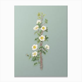 Vintage Scotch Rose Bloom Botanical Art on Mint Green n.0400 Canvas Print