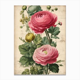 Pink Carnations Canvas Print