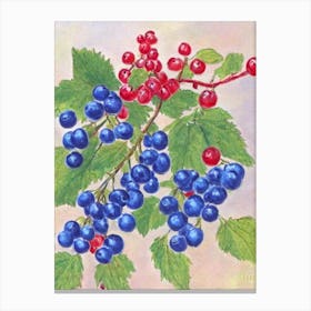 Redcurrant 1 Vintage Sketch Fruit Canvas Print