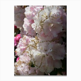 Pale pink Rhododendron flowers Canvas Print