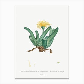 Mesembryanthemum Linguiforme, Pierre Joseph Redoute (2) Canvas Print