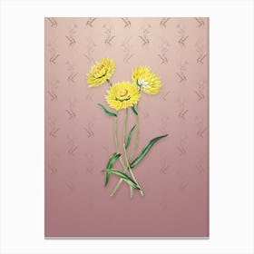 Vintage Helichrysum Flower Botanical on Dusty Pink Pattern Canvas Print
