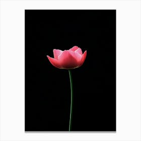 Single Pink Tulip Canvas Print