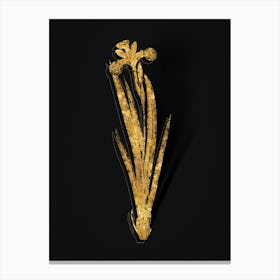 Vintage Harlequin Blueflag Botanical in Gold on Black n.0254 Canvas Print