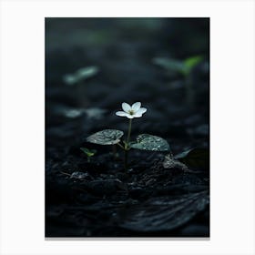 Small White Flower 3 Canvas Print