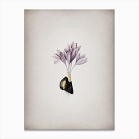 Vintage Autumn Crocus Botanical on Parchment n.0165 Canvas Print