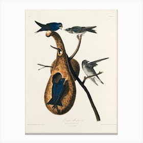 Purple Martin, Birds Of America, John James Audubon Canvas Print