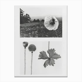 Poppy Flower Photo Collage 2 Canvas Print