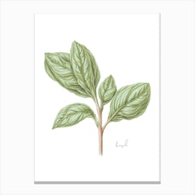 Basil Herb Sprig - Botanical Wall Print Set | Floral Collection Canvas Print