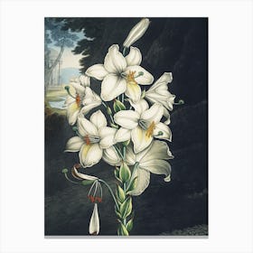 Vintage Thornton 2 White Lily Canvas Print