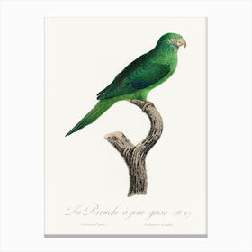 The Grey Cheeked Parakeet (Brotogeris Pyrrhoptera) From Natural History Of Parrots, Francois Levaillant Canvas Print