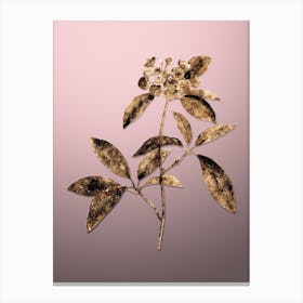 Gold Botanical Mountain Laurel Branch on Rose Quartz n.3686 Canvas Print
