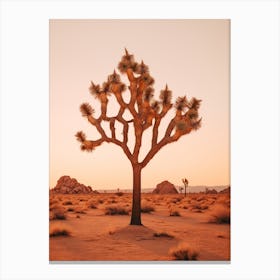  Photograph Of A Joshua Tree At Dawn In Desert 2 Canvas Print