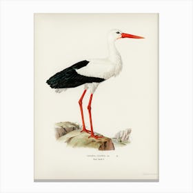 White Stork (Ciconia Ciconia), The Von Wright Brothers Canvas Print
