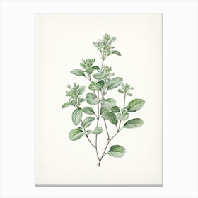 Marjoram Vintage Botanical Herbs 2 Canvas Print