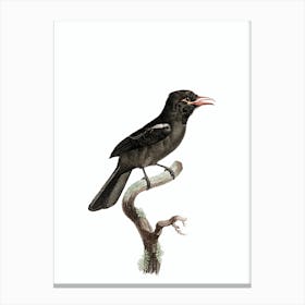 Vintage Red Billed Barbacoa Bird Illustration on Pure White Canvas Print