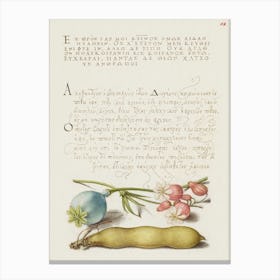 Opium Poppy, Bladder Campion, And Broad Bean From Mira Calligraphiae Monumenta, Joris Hoefnagel Canvas Print