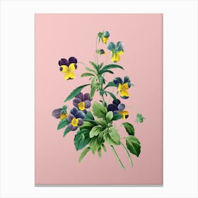 Vintage Johnny Jump Up Botanical on Soft Pink Canvas Print